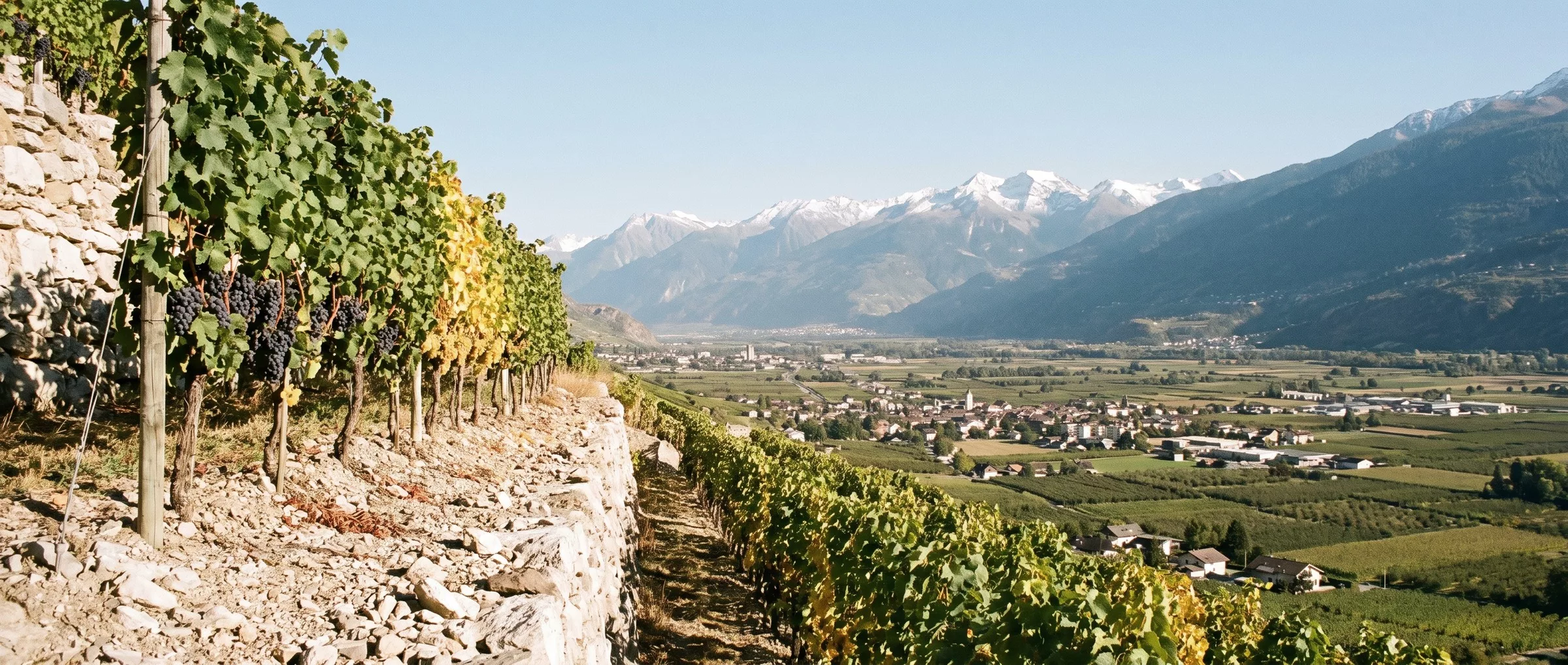 Terrasses de vignes du Valais central au-dessus de la plaine du Rhône, murs de pierre sèche et Alpes valaisannes enneigées