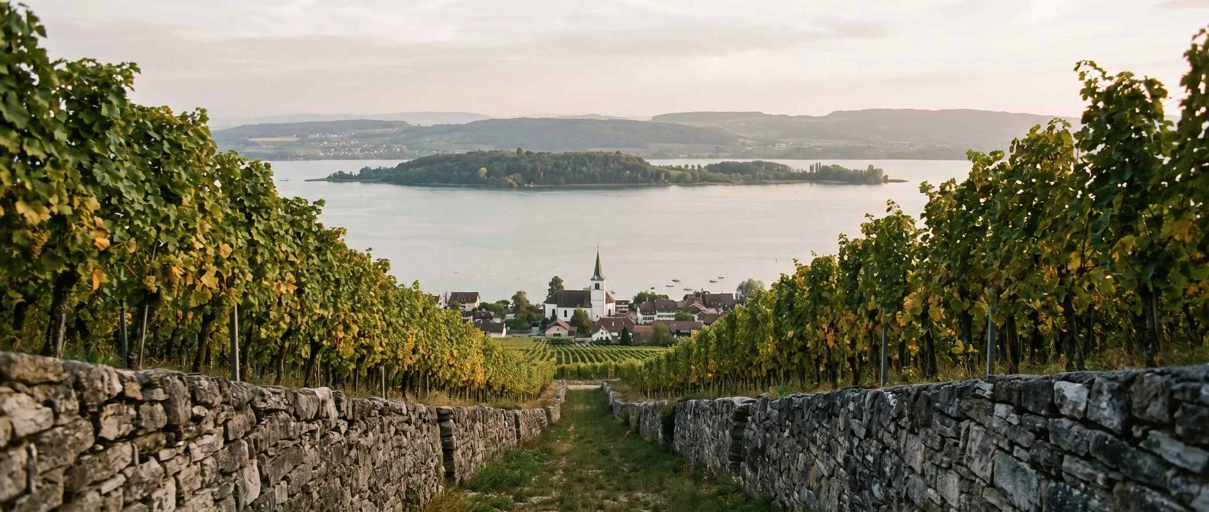 Terrasses de vignes au-dessus du lac de Bienne, village au clocher blanc au bord de l’eau et île Saint-Pierre au milieu du lac