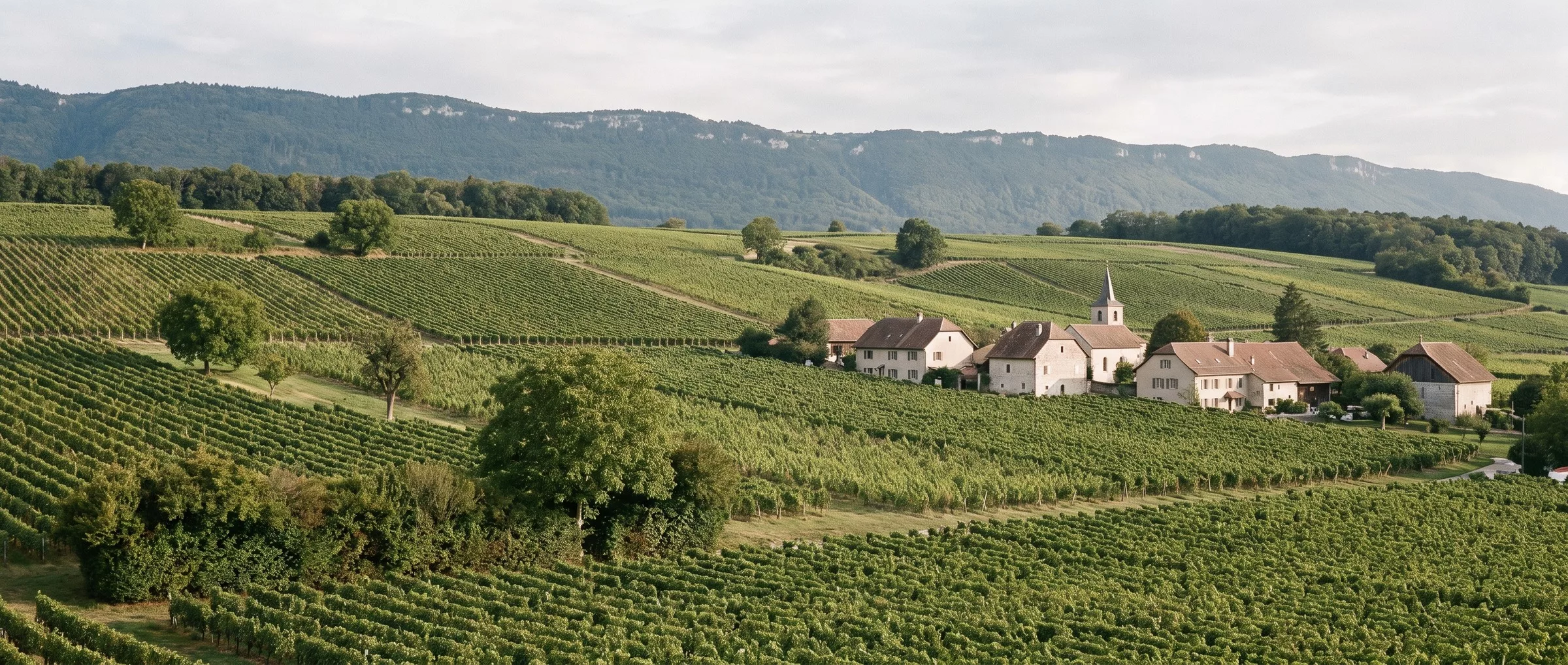 Coteaux de vignes du Mandement genevois autour de Satigny, village aux maisons de pierre et crête du Jura en arrière-plan