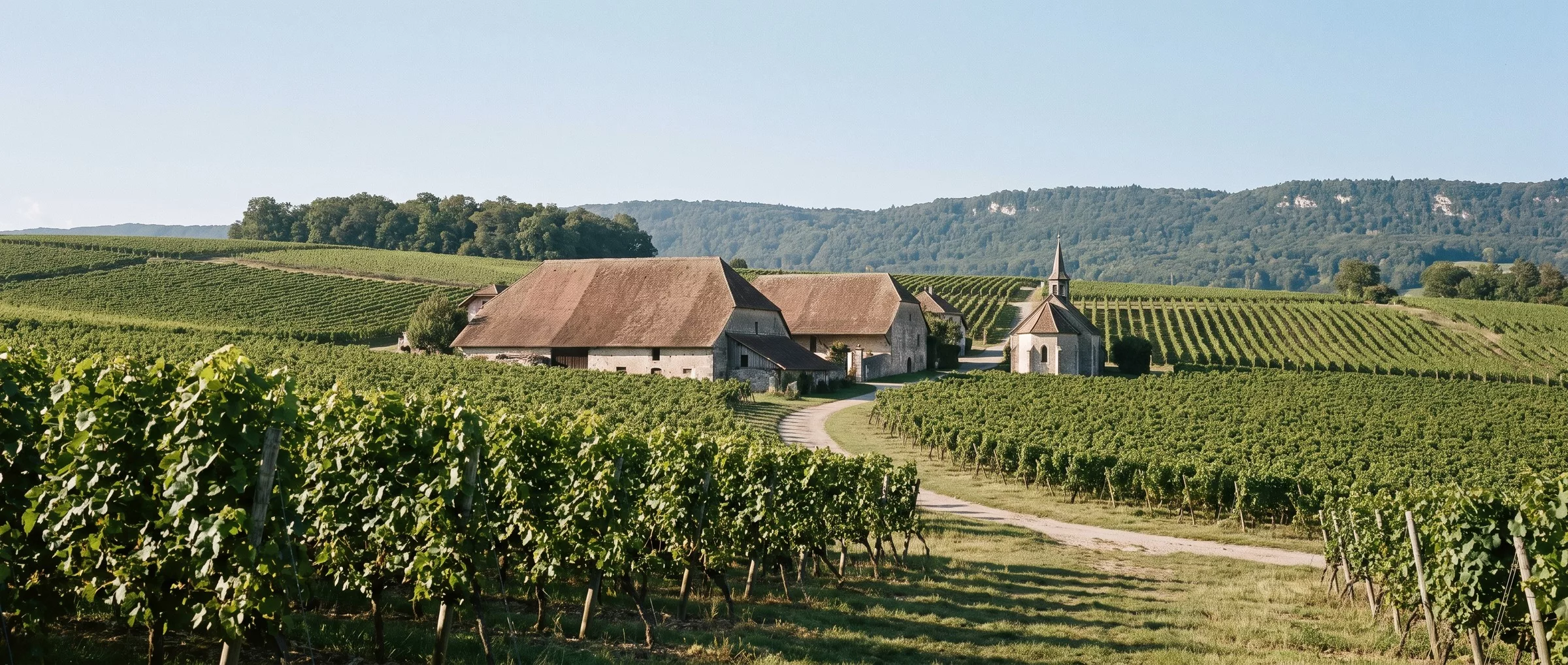 Vignes du Mandement autour du hameau de Peissy, coteaux doux et crête du Jura au fond