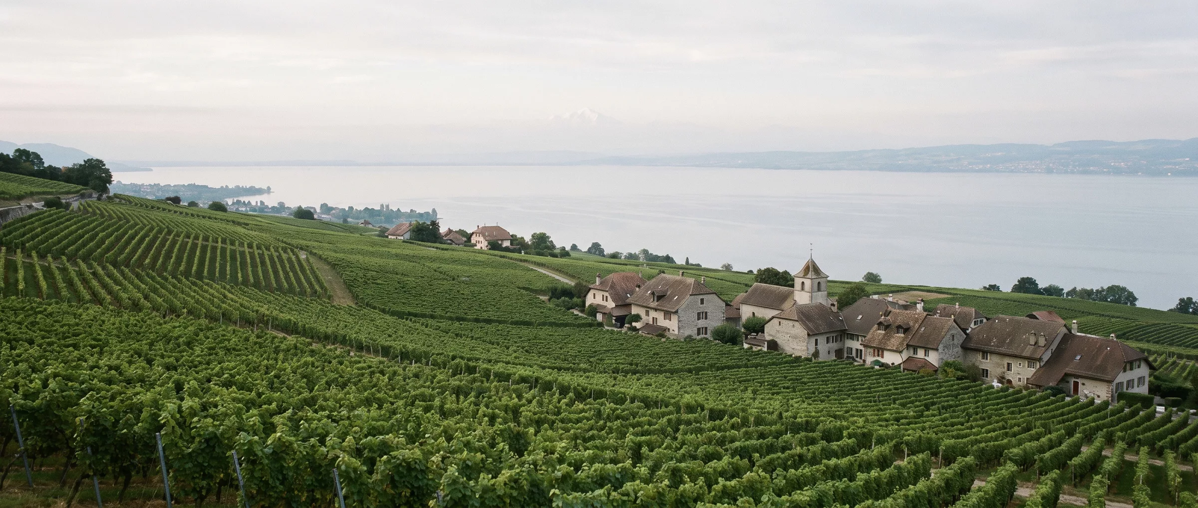 Coteau de vignes de La Côte descendant en pente douce vers le Léman, village vigneron et Mont Blanc au loin