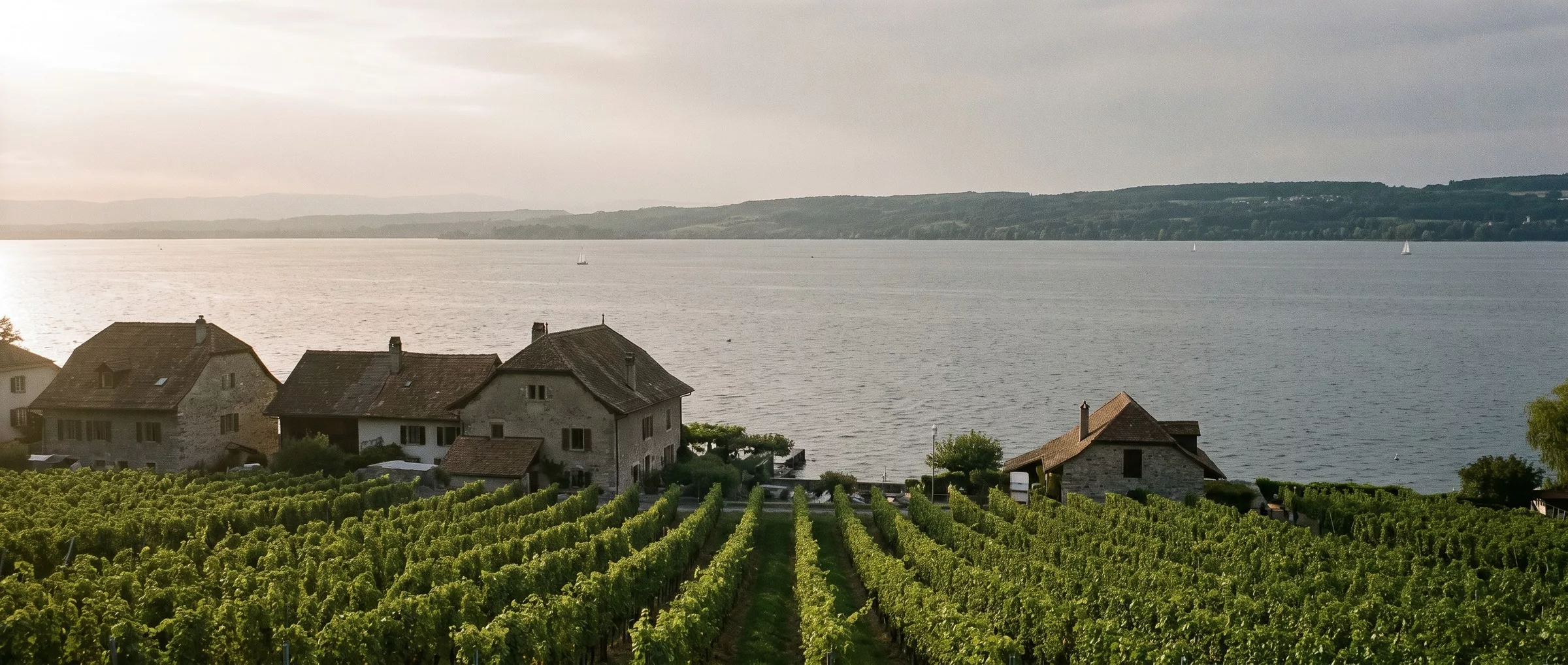 Vignes descendant vers le Léman entre Anières et Hermance, le Jura de l’autre côté du lac