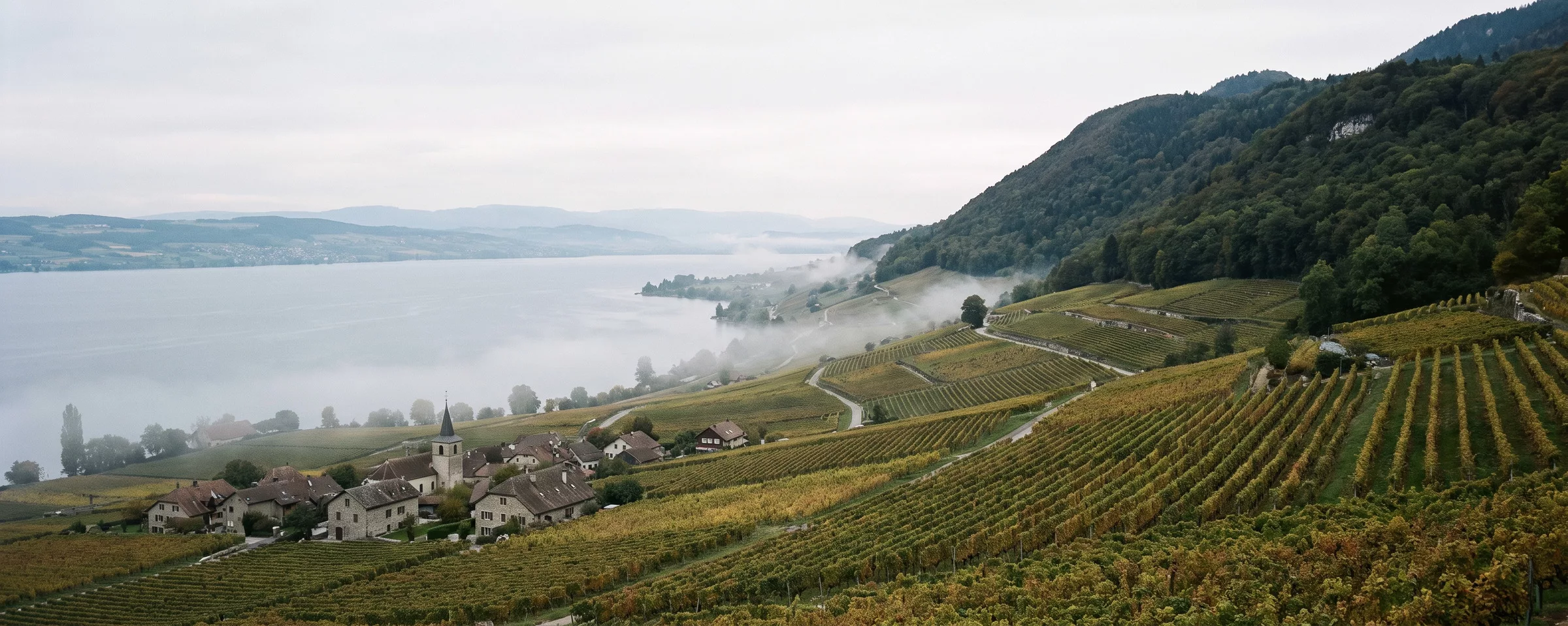 Vignes de Bonvillars entre le pied du Jura et le lac de Neuchâtel, village au clocher et brume sur l’eau